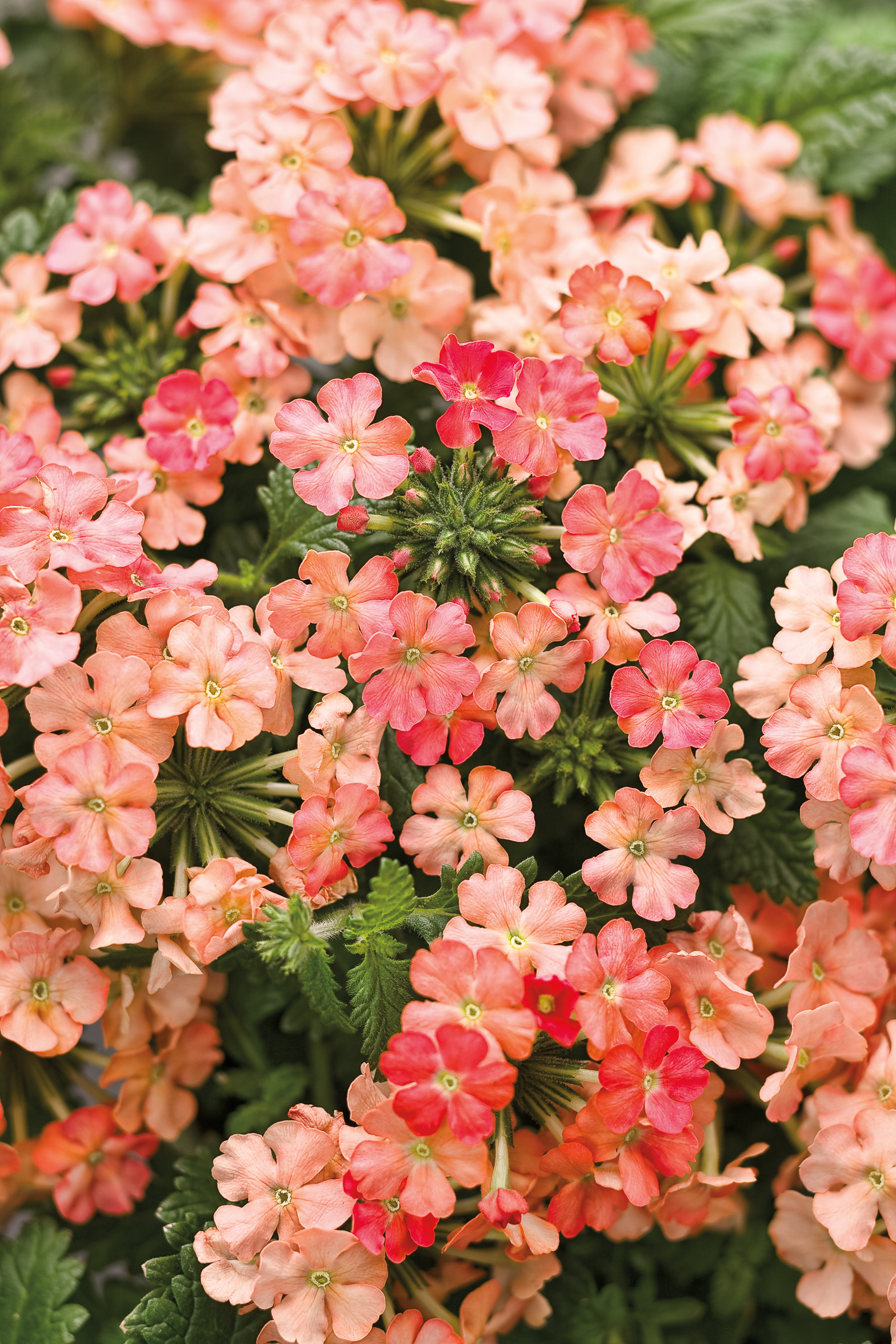 VERBENA hybrid Superbena Royale Peachy Keen | emerisa gardens